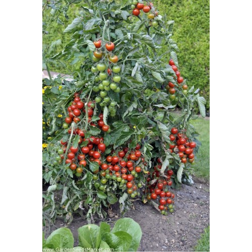 Чери домати червени (перлички) / Gartenperle