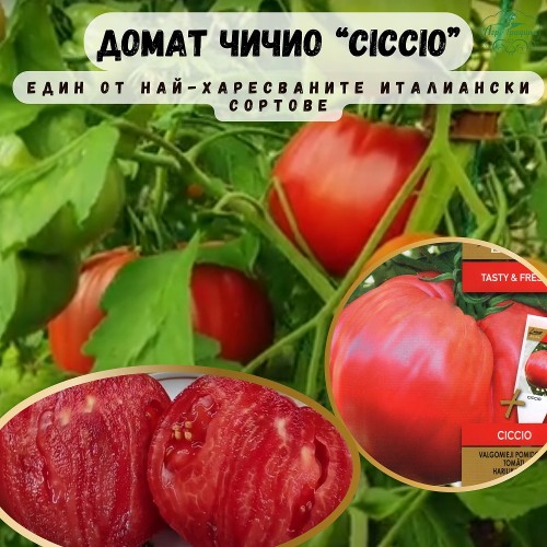 Домат розов гигант Чичио / Ciccio