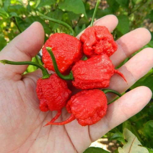 Семена за люти чушки Каролина Рийпър / Seeds Carolina Reaper