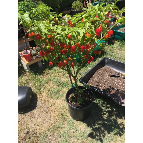 Семена за люти чушки Каролина Рийпър / Seeds Carolina Reaper