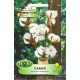 Бял памук / Gossypium herbaceum