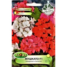 Мушкато F1 / Pelargonium x hortorum