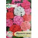 Мушкато F1 микс / Pelargonium x hortorum