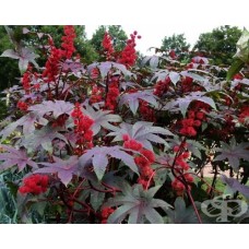 Семена за Рицин / Ricinus mixed