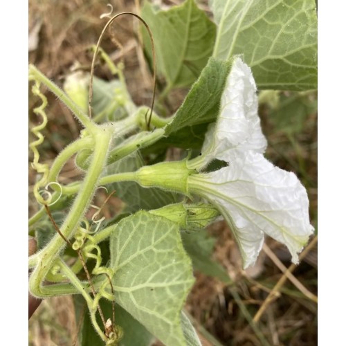 Семена от Тиква Кратунка / Lagenaria vulgaris