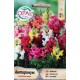 Антиринум (Кученце) / Antirrhinum majus