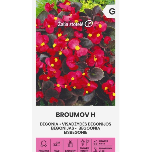 Бегония червена с кафяви листа / Broumov H red