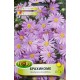 Брахикоме / Brachycome iberidiflora
