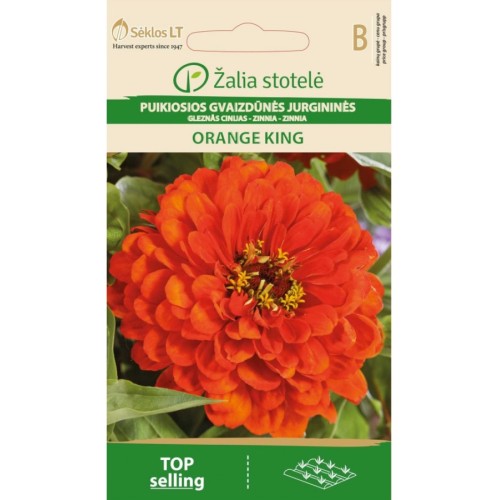 Циния кичеста оранжева / Zinnia elegans dahlienflora