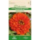 Циния кичеста оранжева / Zinnia elegans dahlienflora