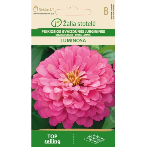 Циния кичеста розова / Zinnia elegans dahlienflora