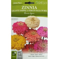 Циния микс / Zinnia