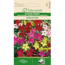 Цветя никотиана / Nicotiana alata Link et Otto