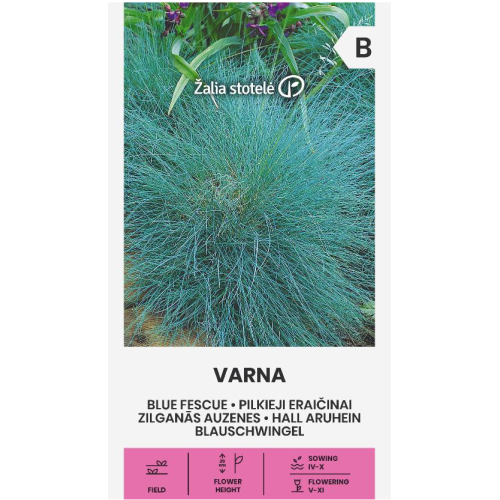 Декоративна трева синя  / Festuca ovina Glauca Varna