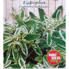 Еуфорбия / Euphorbia marginata