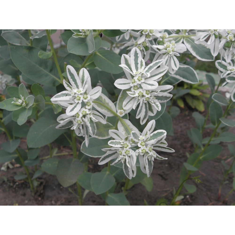 Еуфорбия / Euphorbia marginata