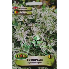Еуфорбия (млечка) - Еuphorbia marginata