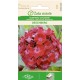 Карамфил кичест червен многогодишен Oeschberg / Dianthus barbatus