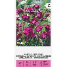 Карамфил розов Картезиански / Dianthus carthusian