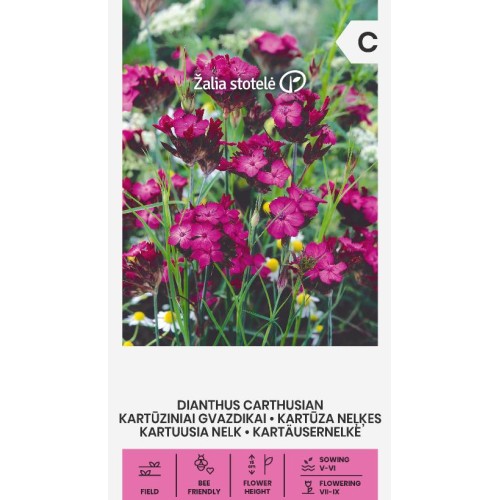 Карамфил розов Картезиански / Dianthus carthusian