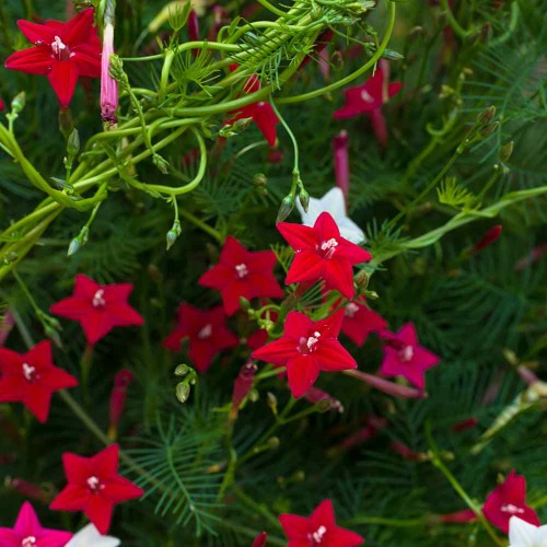 Кипърска лоза / Ipomoea pennata