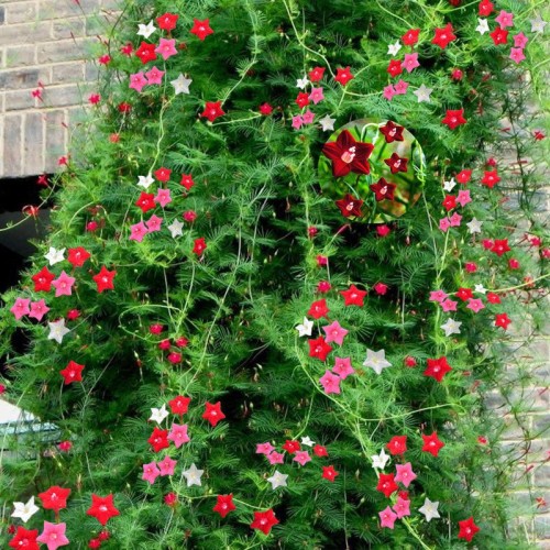 Кипърска лоза / Ipomoea pennata