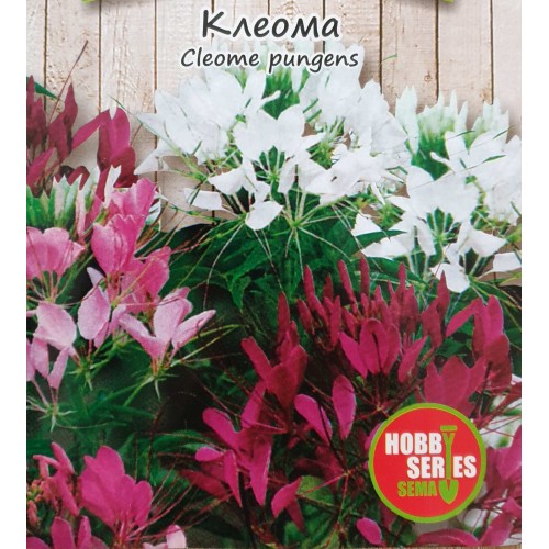 Клеома / Cleome pungers