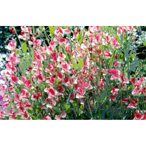 Латирус Американа / Lathyrus odoratus