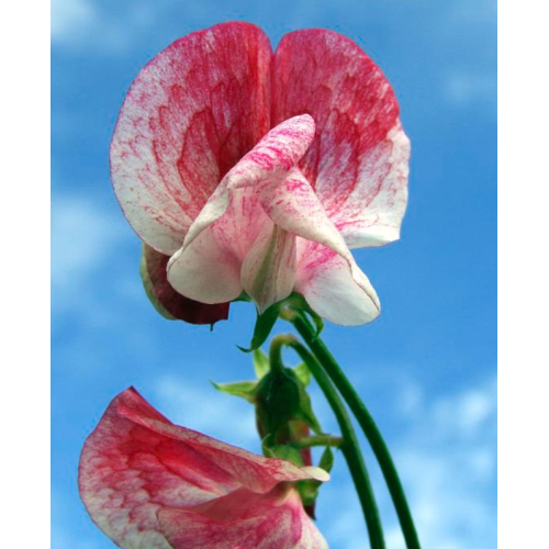 Латирус Американа / Lathyrus odoratus