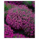 Лобелия червена каскадна / RED CASCADE Lobelia erinus L.