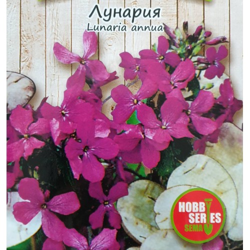 Лунария / Lunaria annua