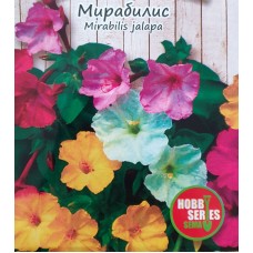 Мирабилис / Mirabilis jalapa