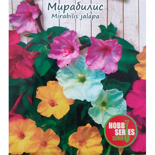 Мирабилис / Mirabilis jalapa