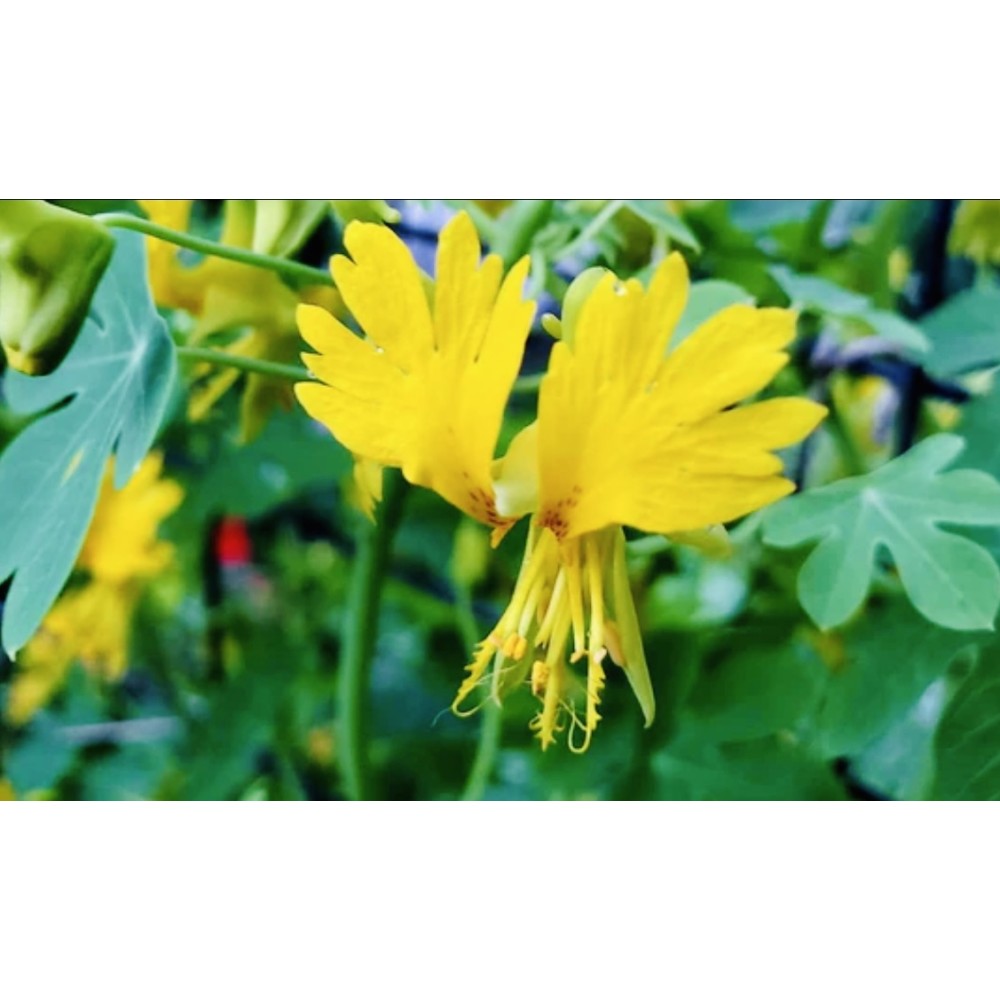Настурция сорт Канарче / Tropaeolum peregrinum