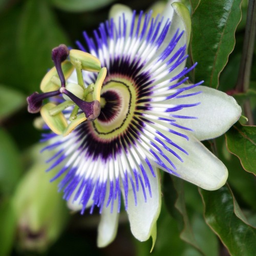 Пасифлора / Passiflora Cerulea