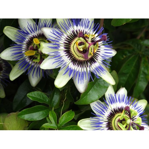 Пасифлора / Passiflora Cerulea