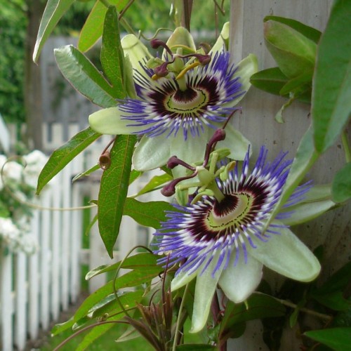 Пасифлора / Passiflora Cerulea