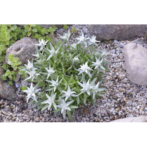 Семена от Еделвайс (Алпийска звезда) / Stella Alpina Edelweiss