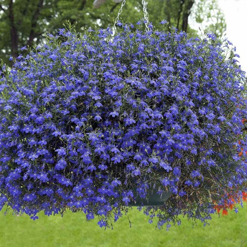 Семена от Лобелия /  Lobelia Blue carpet