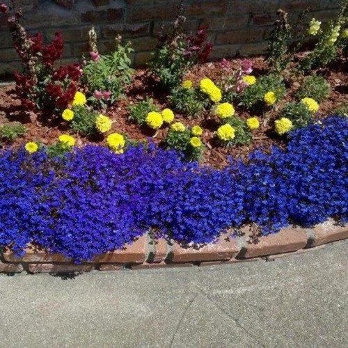 Семена от Лобелия /  Lobelia Blue carpet