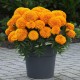 Семена от Тагетес Клинтон / Tagetes Erecta Clinton