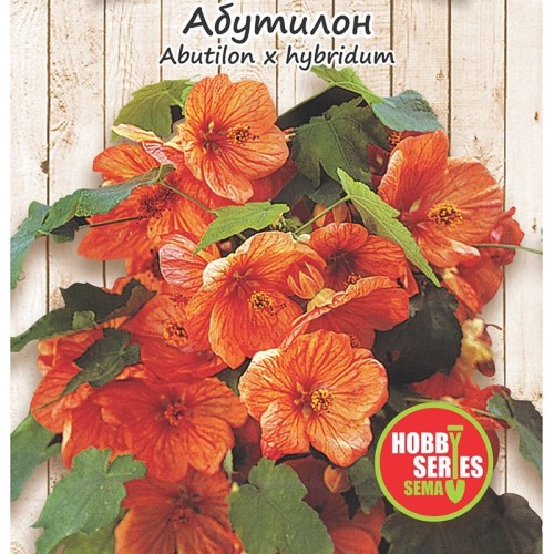 Семена за Абутилон (Стаен клен)  / Abutilon hybridum 