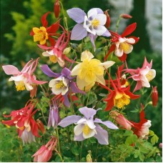 Семена за Аквилегия (Кандилка) / Aquilegia hybrida