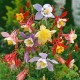 Семена за Аквилегия (Кандилка) / Aquilegia hybrida