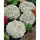 Семена за Алисум бял / Alyssum annual carpet