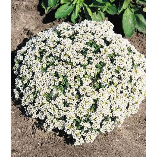 Семена за Алисум бял / Alyssum annual carpet