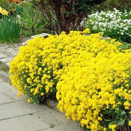Семена за Алисум жълт / Alyssum saxatile