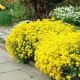 Семена за Алисум жълт / Alyssum saxatile