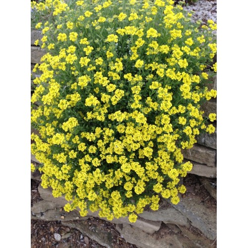 Семена за Алисум жълт / Alyssum saxatile