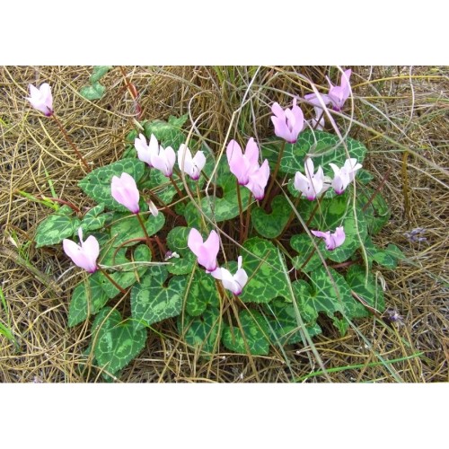 Семена за Цветя Циклама / Cyclamen persicum